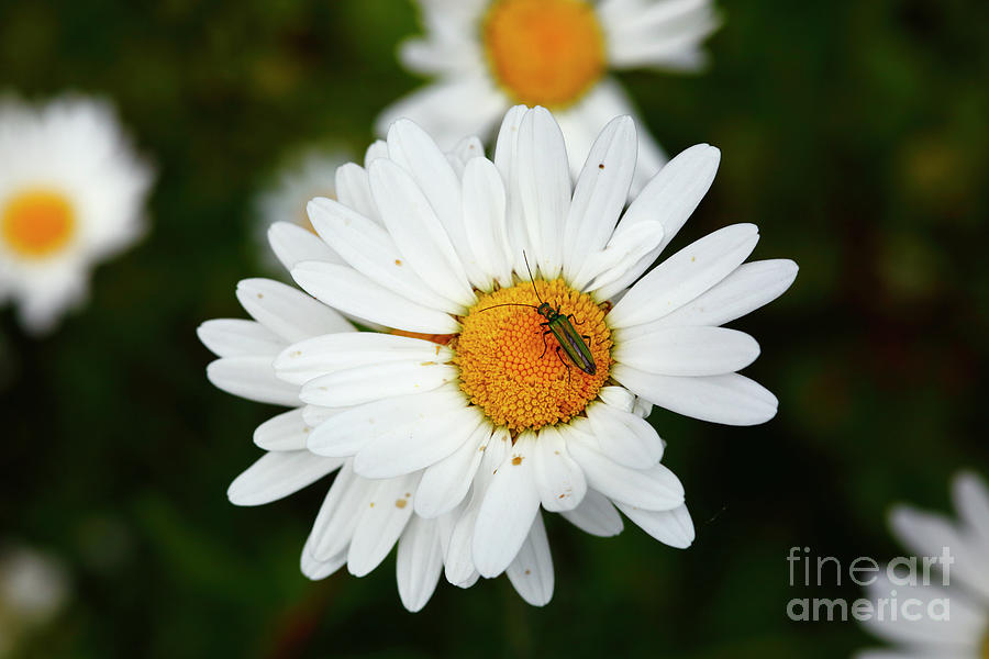 Thick legged flower beetle on ox-eye daisy Photograph by James Brunker