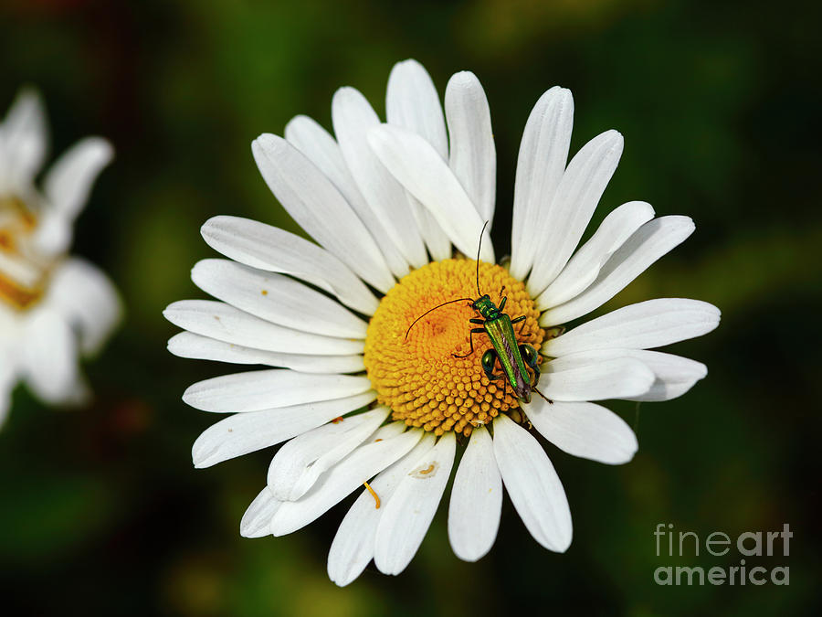 Thick legged flower beetle on oxeye daisy Photograph by James Brunker