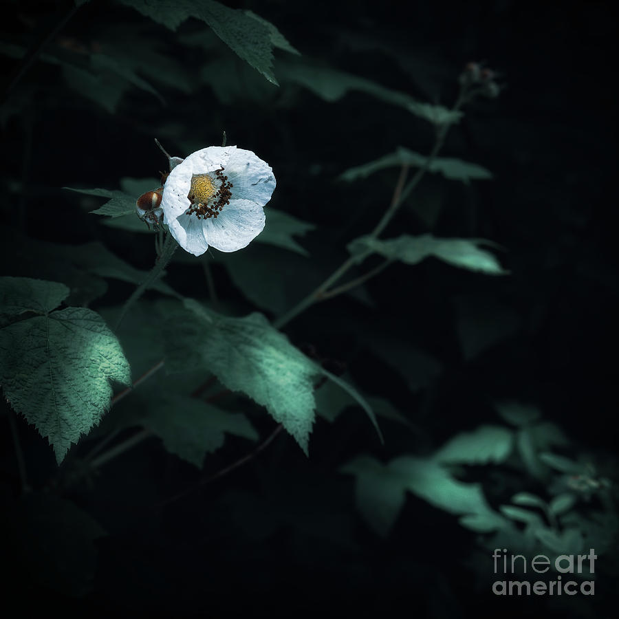 Flower Photograph - Thimbleberry Flower by Masako Metz