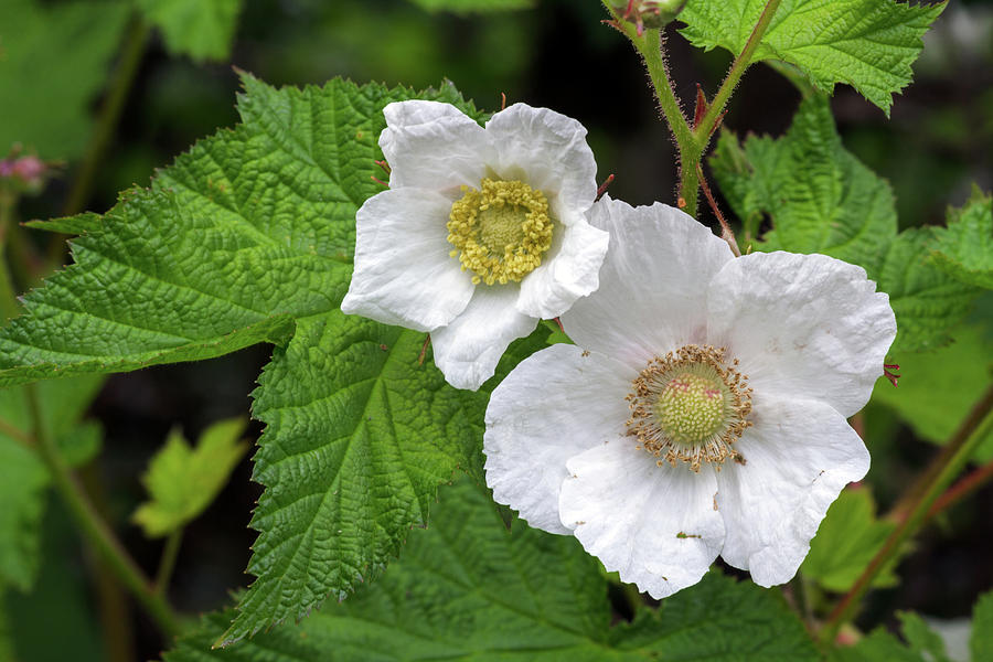 Thimbleberry Photograph by Michael Russell
