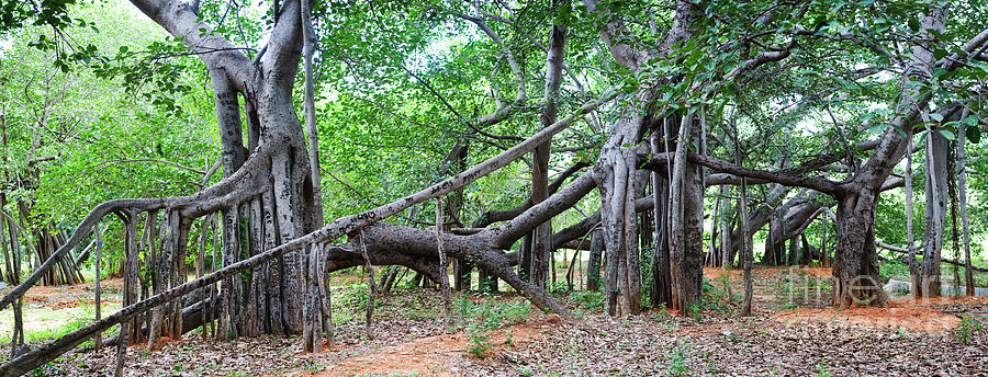 Thimmamma Marrimanu Banyan Tree Photograph by Tim Gainey