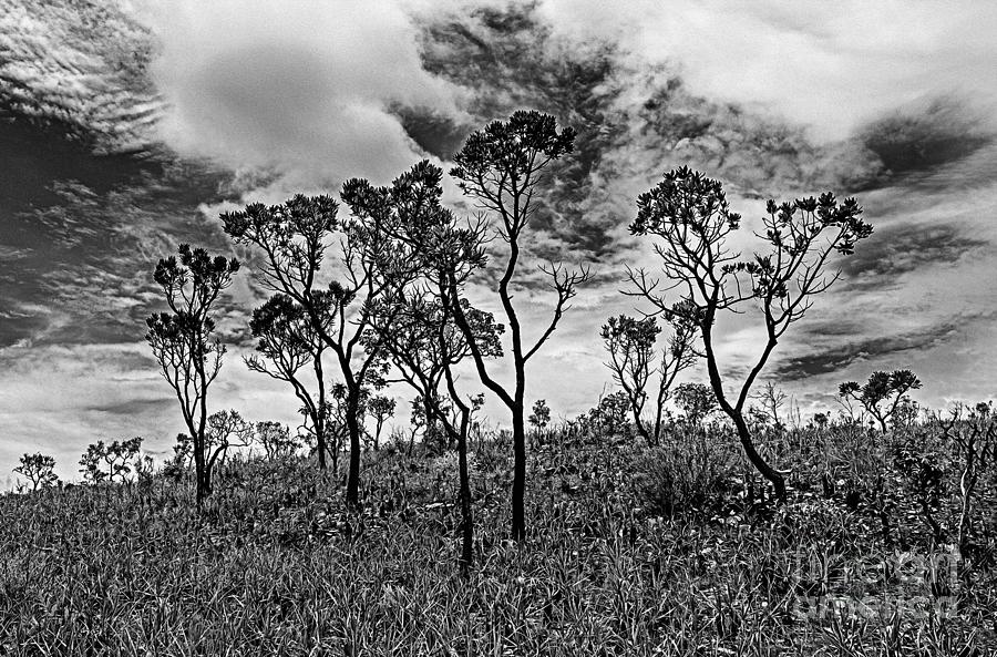 Black And White Digital Art - Thin-branched trees and low vegetation on a cloudy day in the sky at the Cerrado of Minas Gerais, Br by Vinicius Bacarin