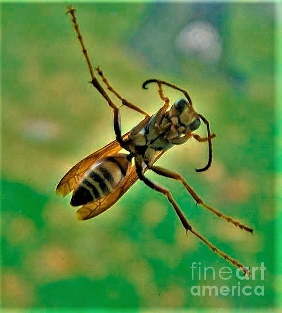 Thin Waisted Wasp On Door Glass October Indiana Photograph by Rory ...