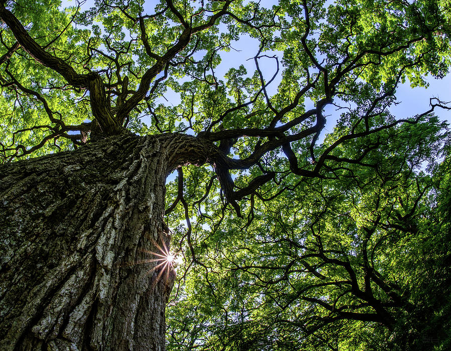 Things are Looking Up #2 - Mighty Oak in Lake Kegonsa SP - WI Photograph by Peter Herman