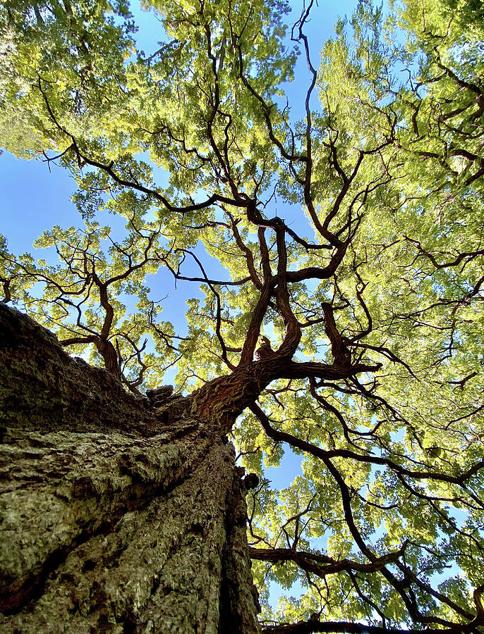 Things are Looking Up - Mighty Oak in Lake Kegonsa SP - WI Photograph by Peter Herman