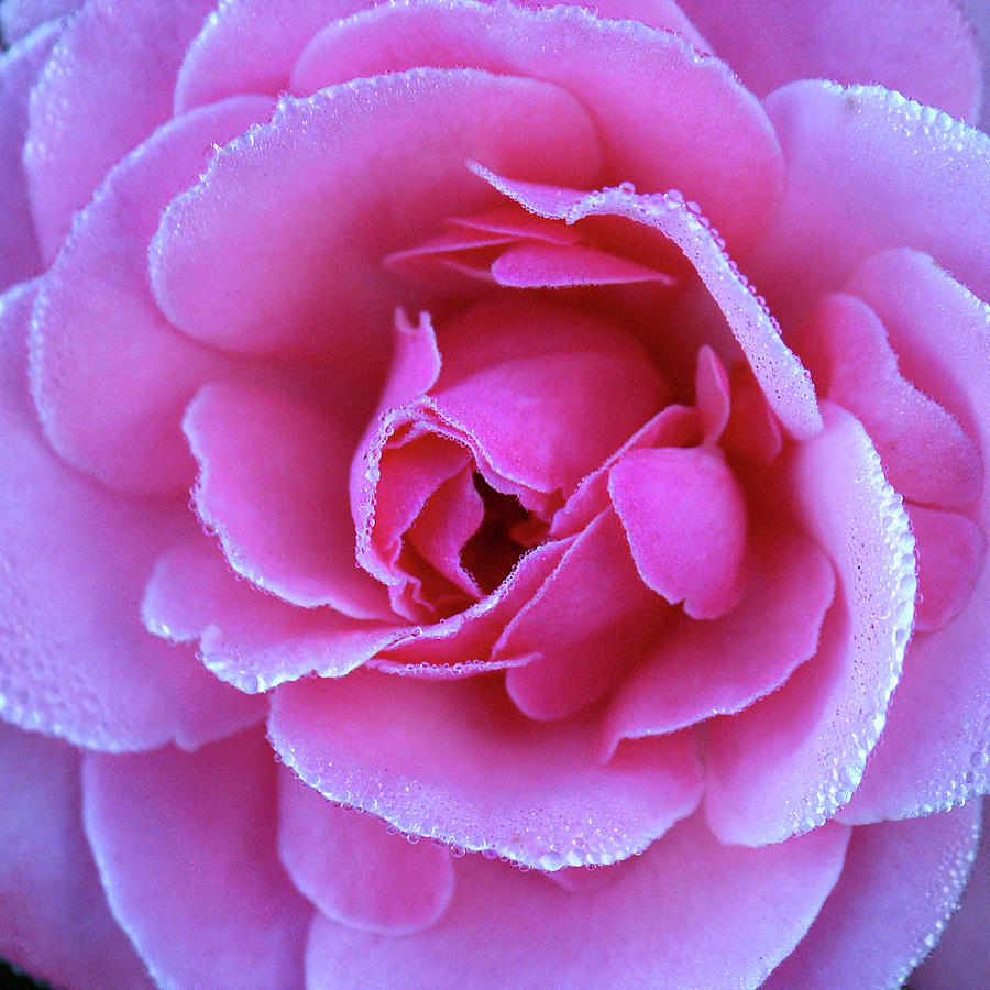 Think Pink Photograph by Kenneth Lane Smith