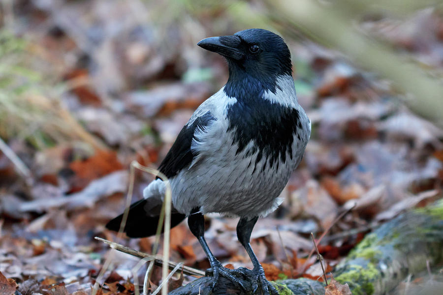 Thinking about everything. Hooded crow Photograph by Jouko Lehto