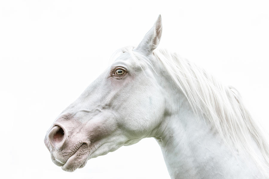 Thinking - Horse Art Photograph by Lisa Saint