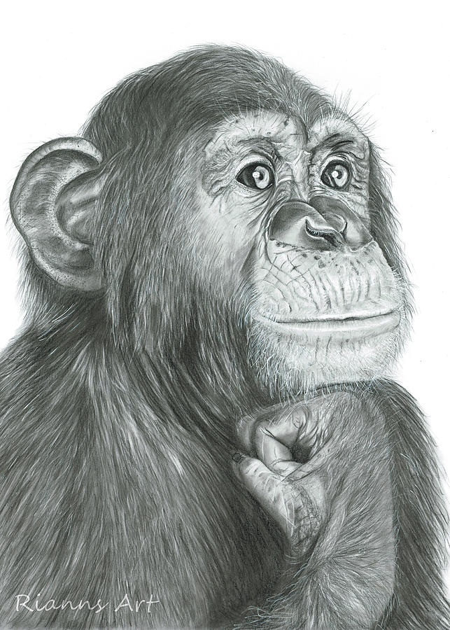 Monkey Drawing - Thinking Monkey by Rianns Art