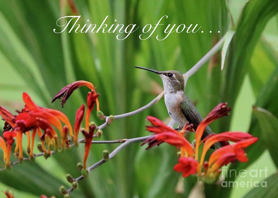 Thinking of You Hummingbird Photograph by Carol Groenen