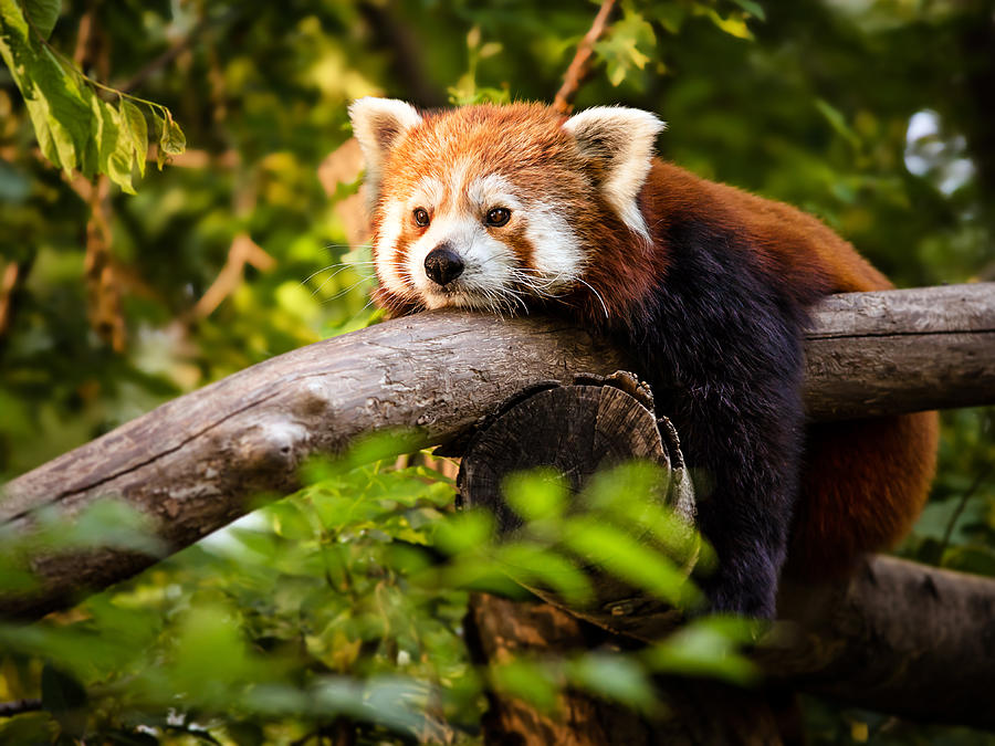 Thinking Red Panda Photograph by Péter Hegedűs Thinking Red Panda Photograph by Péter Hegedűs
