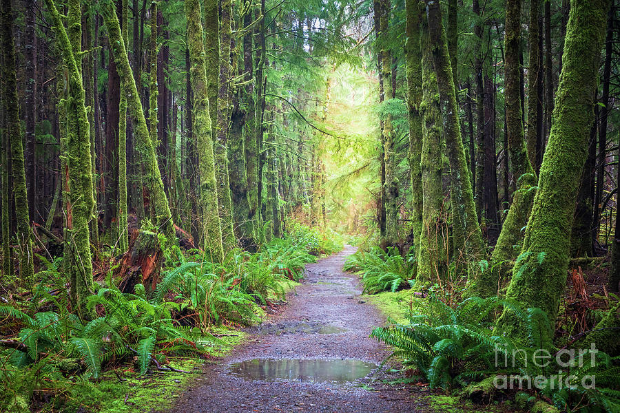 Olympic National Park Photograph - Third Beach Trail by Inge Johnsson
