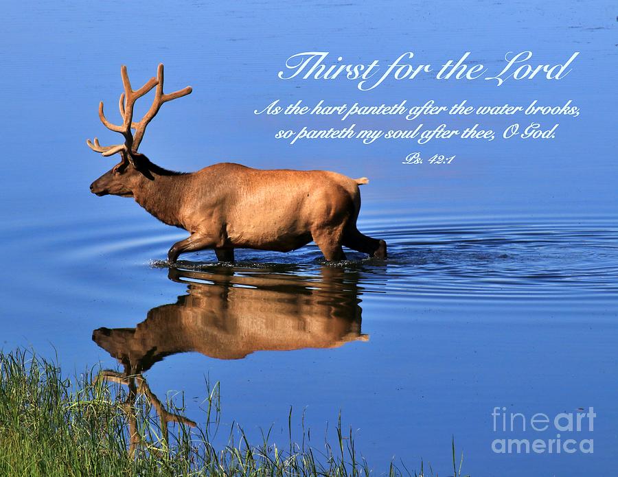 Thirst for the Lord Photograph by Yvonne M Smith