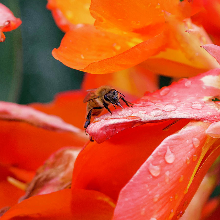 Thirsty Bee Photograph by Shirley Dutchkowski