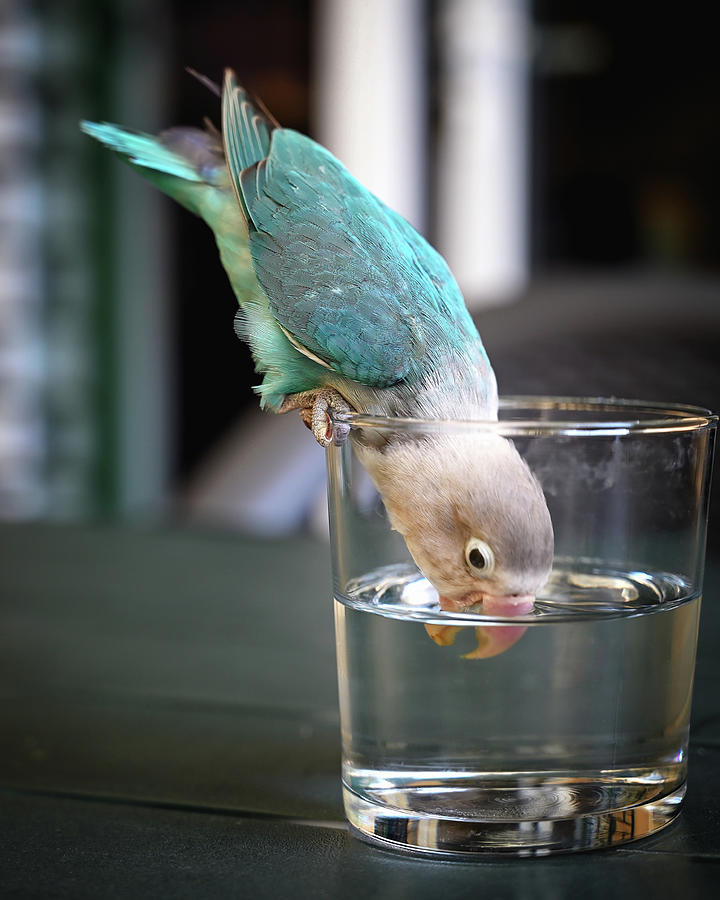 Thirsty Bird Photograph by Steven Nelson
