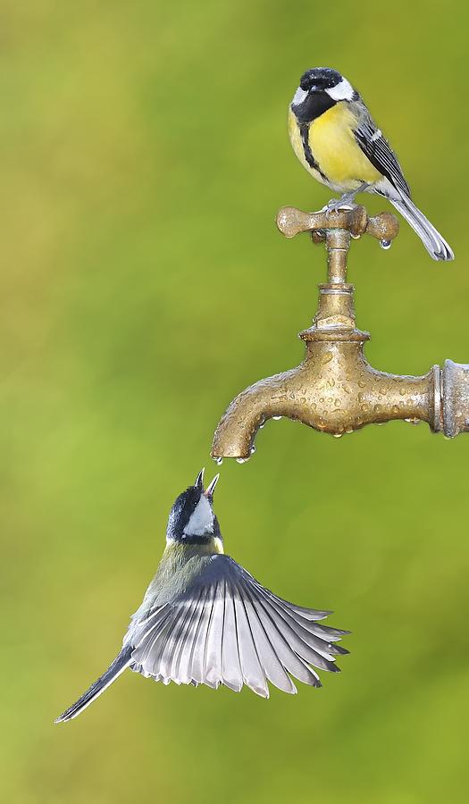 Thirsty birds Photograph by StockPhotoAstur