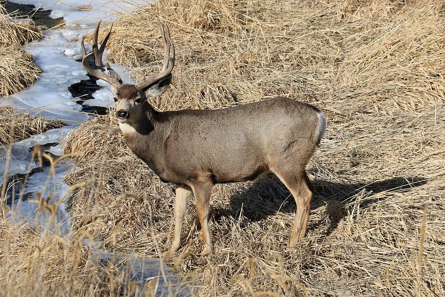 Thirsty Buck Photograph by Larry Kniskern