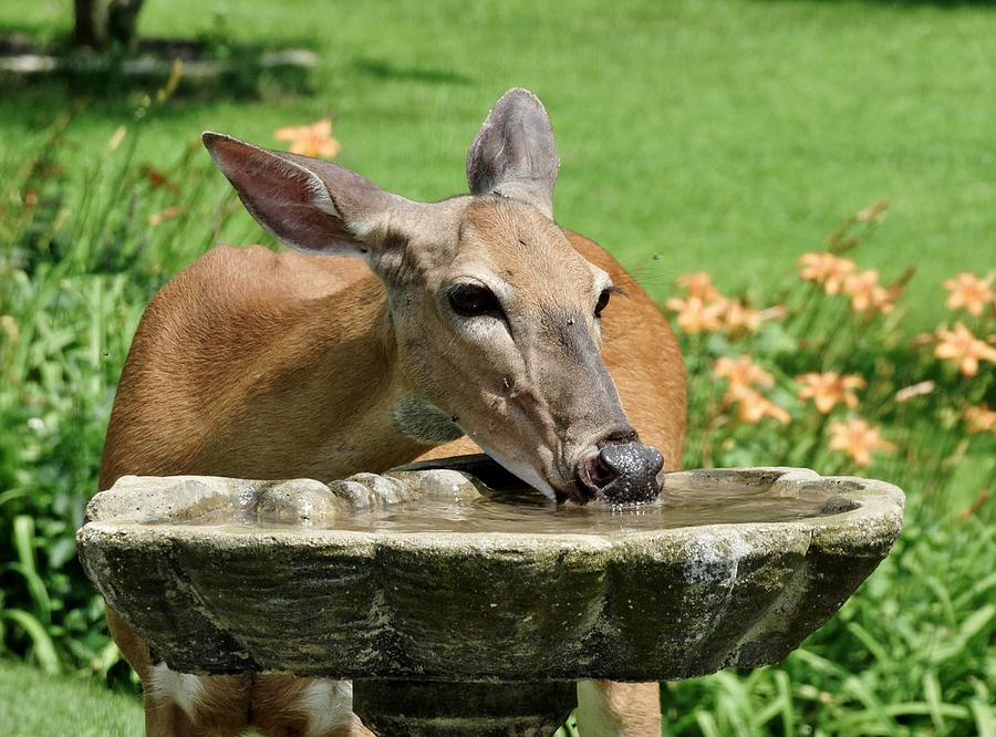 Thirsty Deer Photograph by Susan Sam