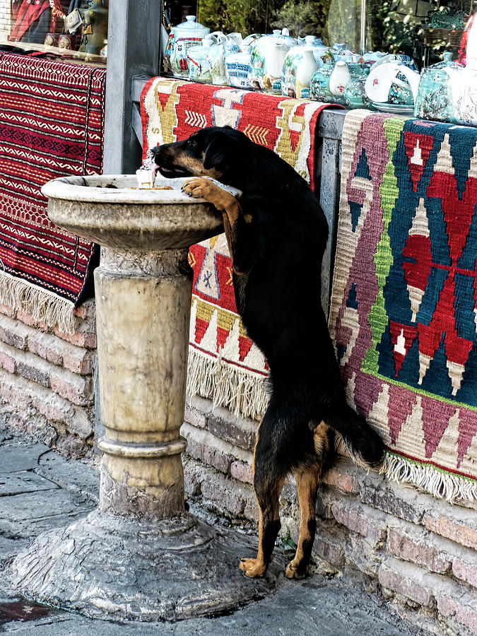 Georgia Photograph - Thirsty Dog by Claude LeTien Georgia Photograph - Thirsty Dog by Claude LeTien