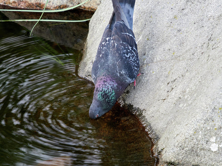 Thirsty. Domestic Pigeon Photograph