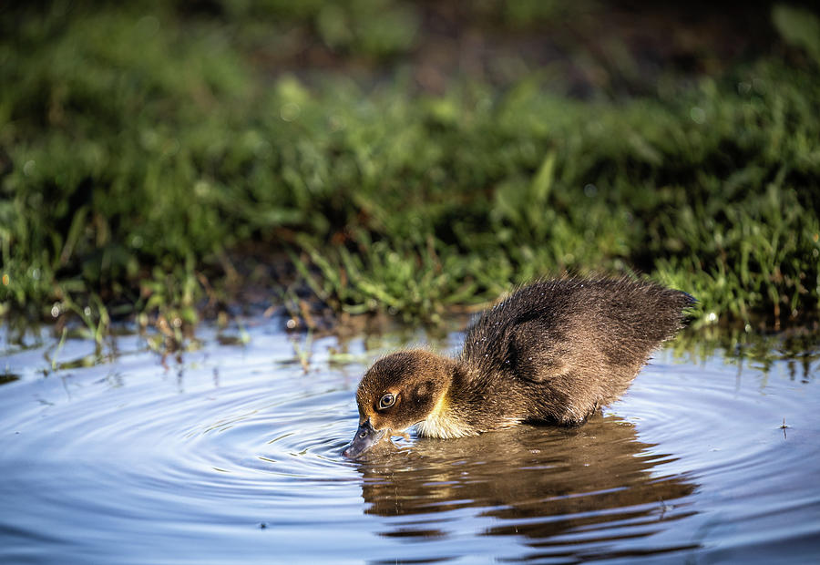 Thirsty Duckling Photograph by Jordan Hill