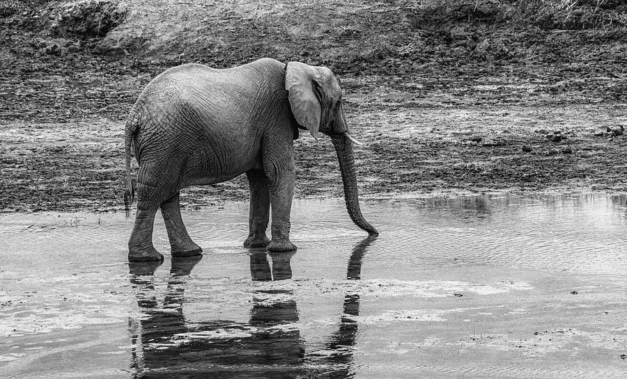Thirsty Elephant, Black and White Photograph by Marcy Wielfaert