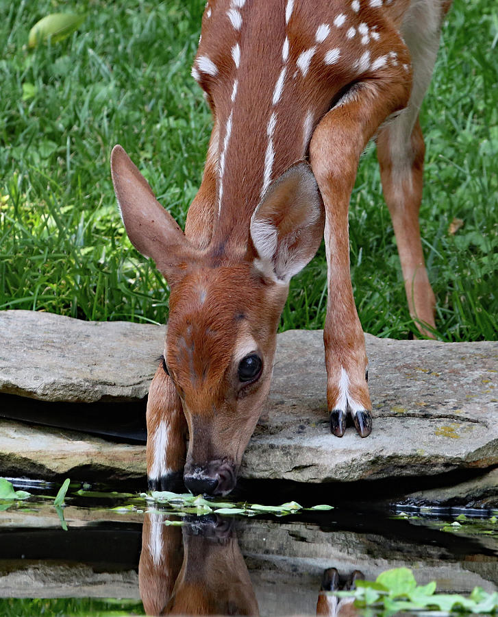 Thirsty Fawn Photograph by Gina Fitzhugh
