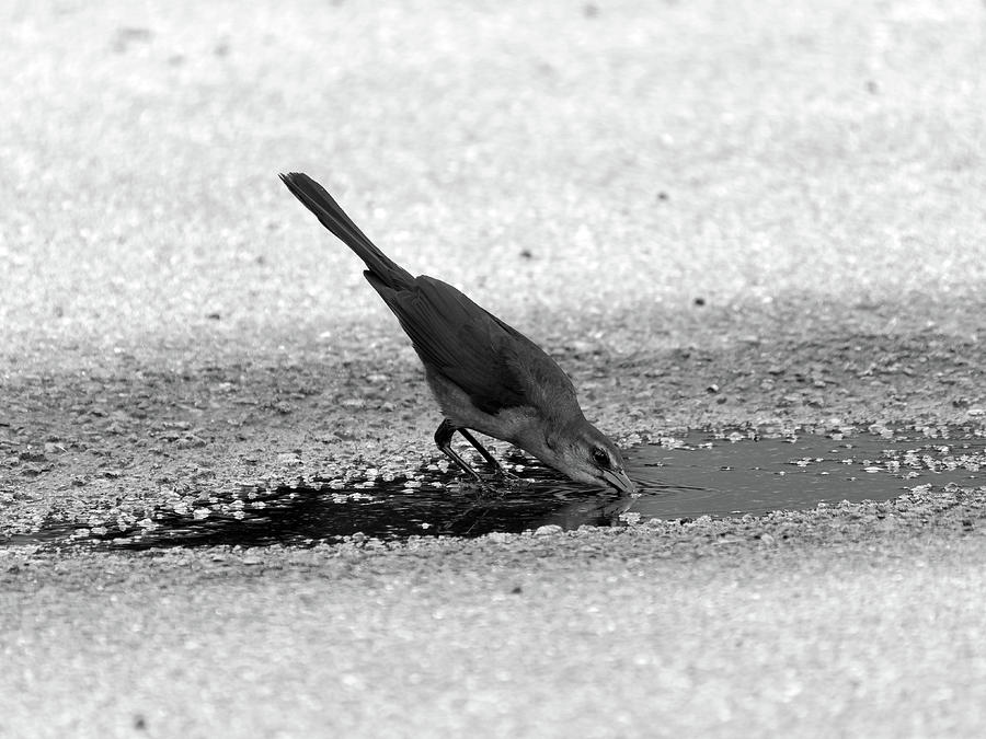 Thirsty Grackle In Black And White Photograph