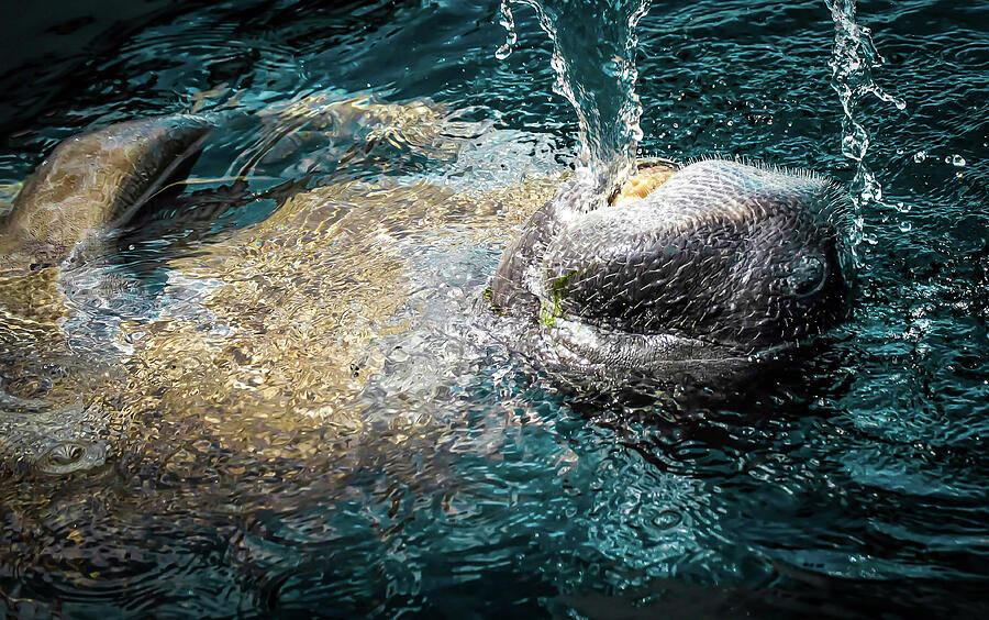 Wildlife Photograph - Thirsty Manatee. by Trever Barker
