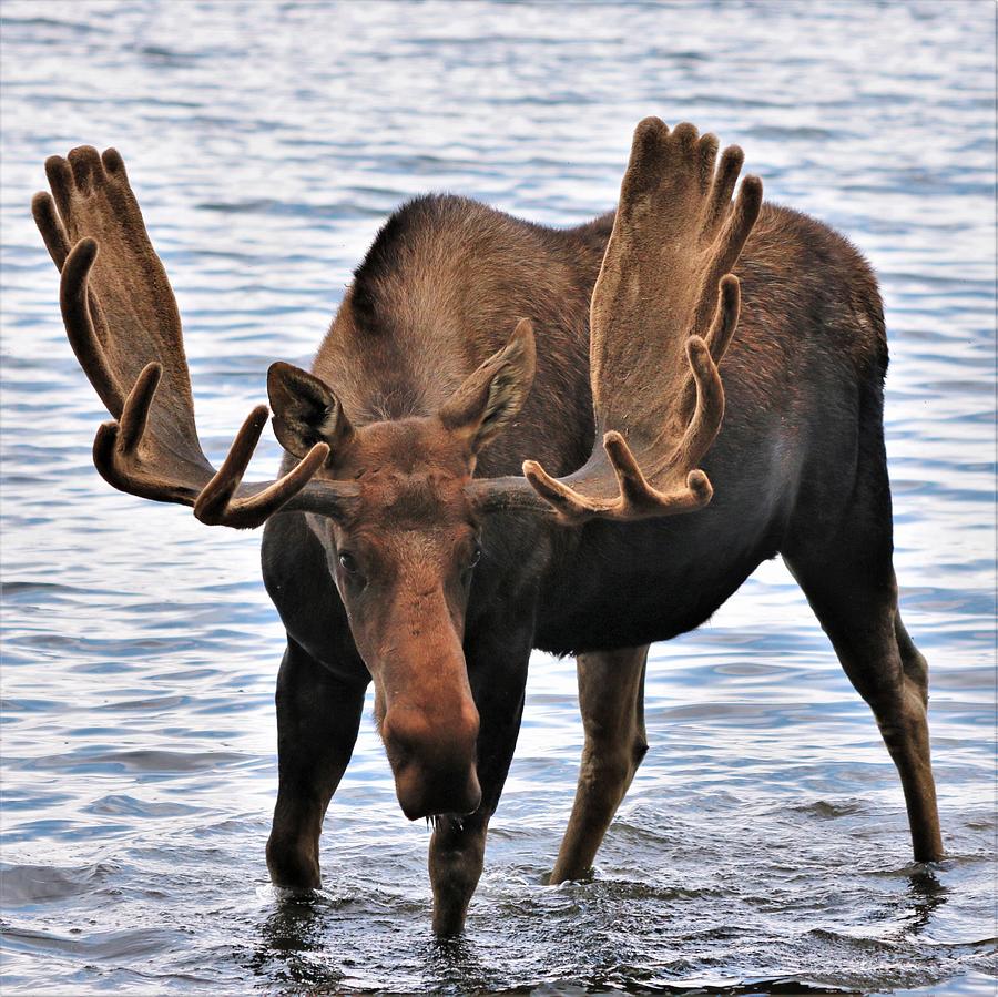 Thirsty Moose Photograph by Larry Kniskern - Fine Art America