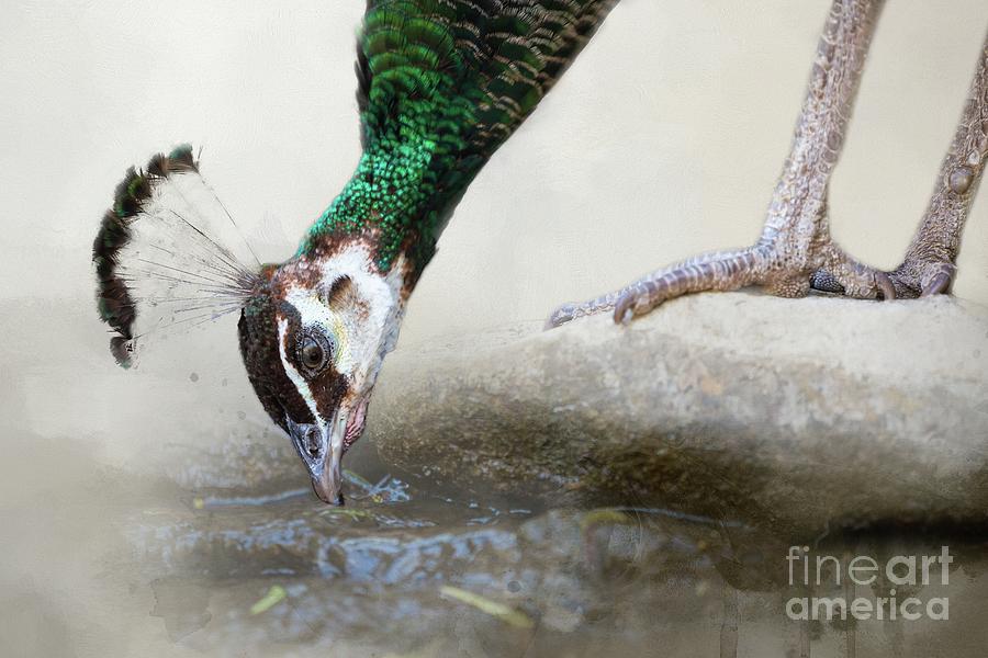 Peacock Photograph - Thirsty Peacock by Eva Lechner