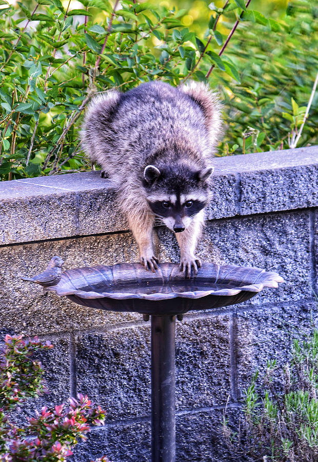 Thirsty Raccoon Photograph by Dana Hardy - Pixels