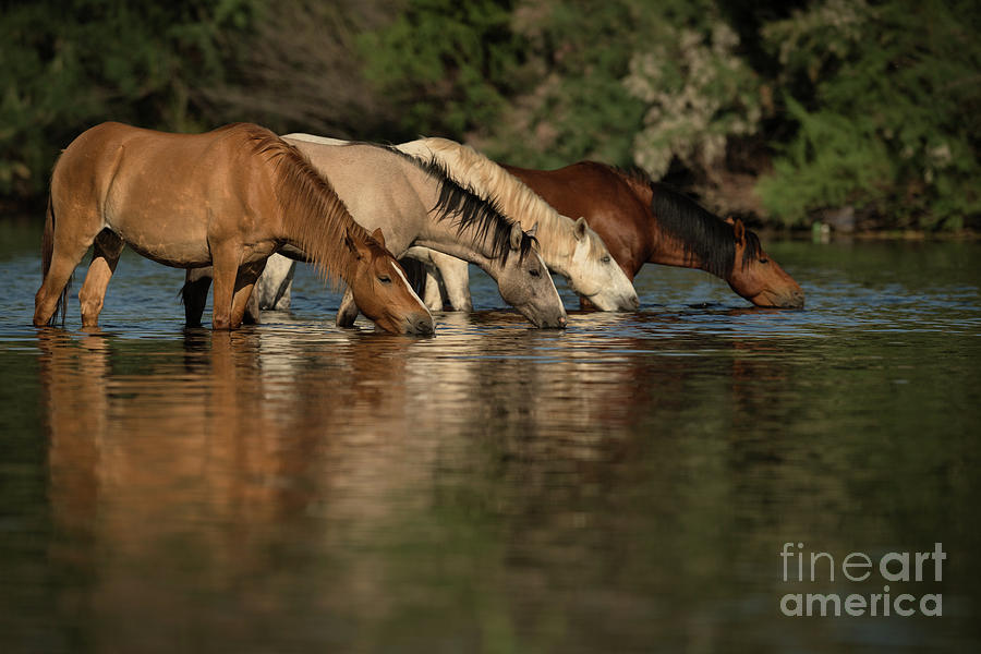Thirsty Photograph by Shannon Hastings