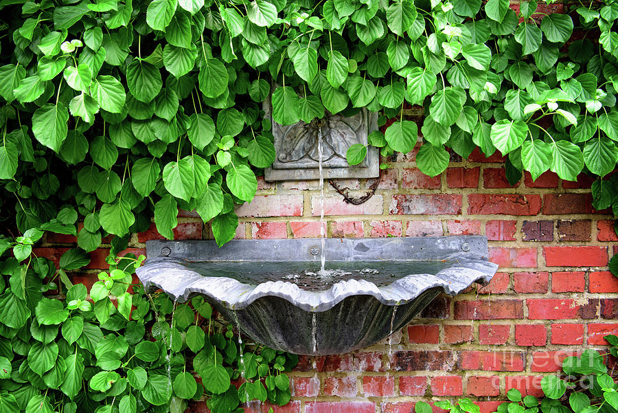 Thirsty Spring Photograph