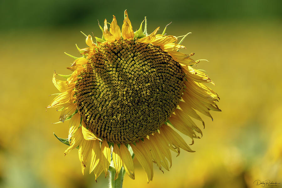 Thirsty Sunflower Photograph by Debby Richards