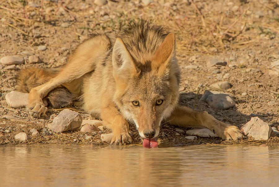 Thirsty Trickster Photograph by Kent Keller
