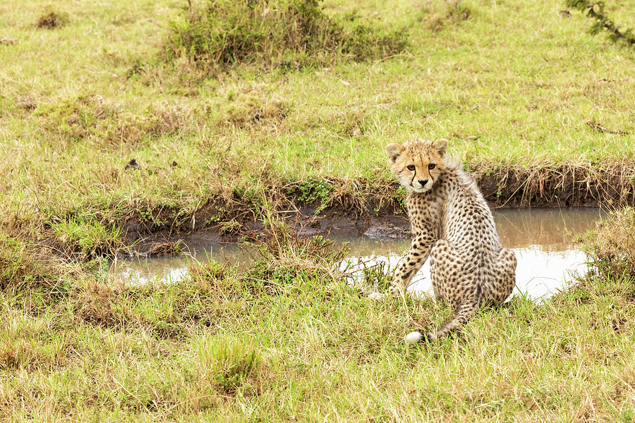 Thirsty Young Cheetah Photograph by Lindley Johnson