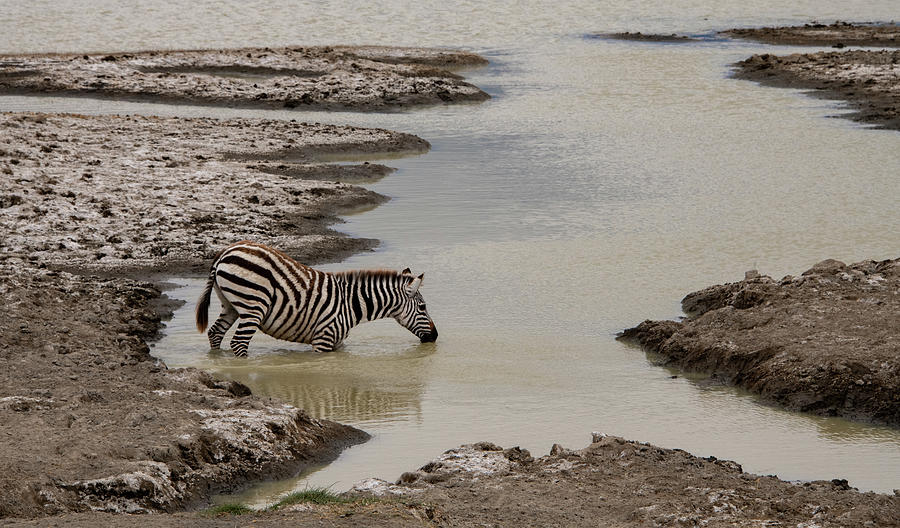 Thirsty Zebra, Ngorongoro Crater Photograph by Marcy Wielfaert