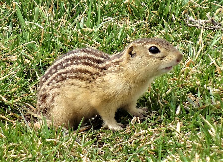 Thirteen-lined ground squirrel 2 Photograph by Athol KLIEVE