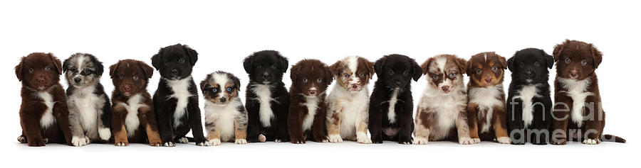 Thirteen Mini American Shepherd puppies Photograph by Warren Photographic