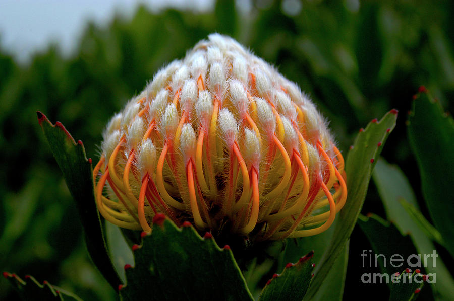 This beautiful Pincushion Protea flower is ablaze in fiery colors of red and orange Photograph by Gunther Allen
