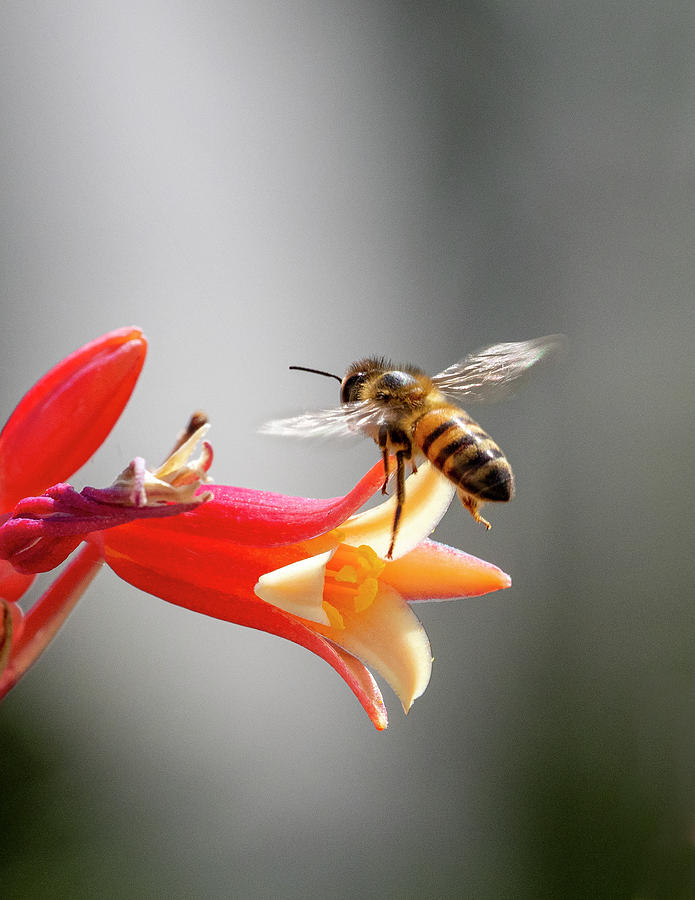 This Bee Red Yucca Photograph by Joe Schofield