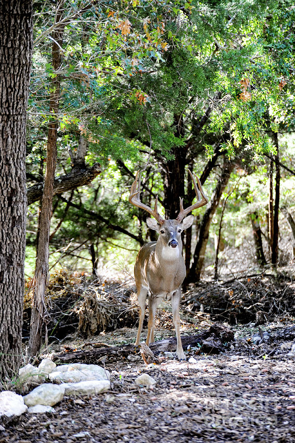 This bucks rack are impressive with his massive and clean 10-point frame. Photograph by Gunther Allen