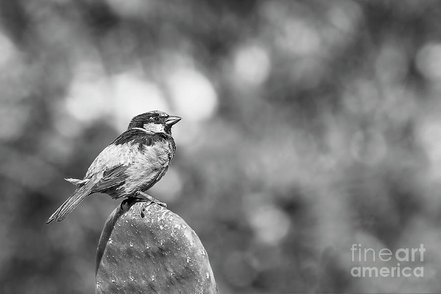 Sparrow Photograph - This Cactus Is All Mine BW by Elisabeth Lucas
