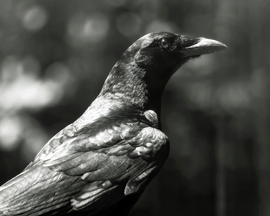 This Ebony Bird Beguiling  Photograph by Laura Vilandre