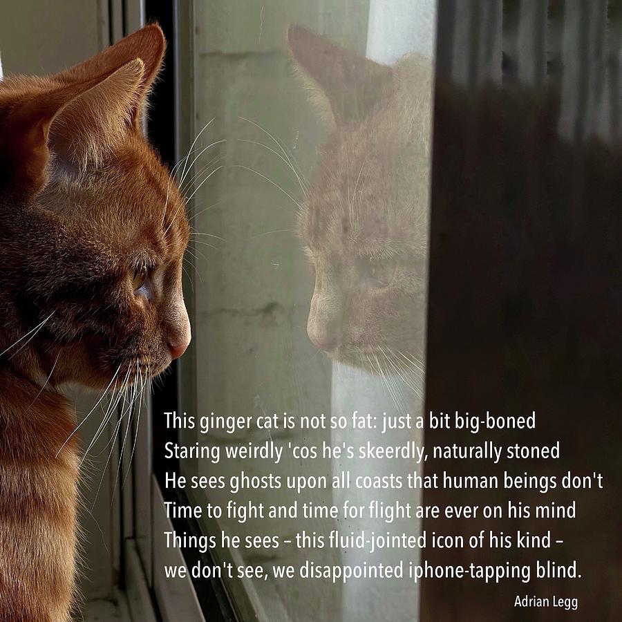 Cat Photograph - This ginger cat by Adrian Legg