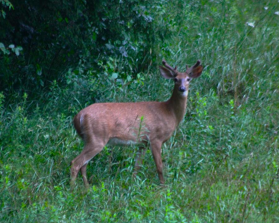 This Handsome Buck... Photograph by On The Go Candace Daniels - Fine ...