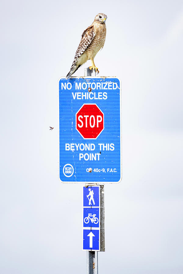 This Hawk Says Stop Photograph by Fran Gallogly