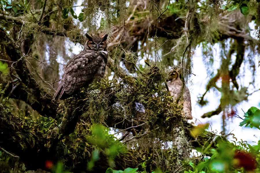 Owl Photograph - This is a Hoot by David Morefield