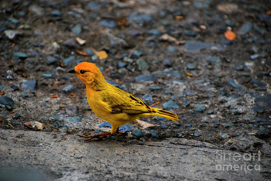 This Is A Male Saffron Finch III Photograph by Al Bourassa